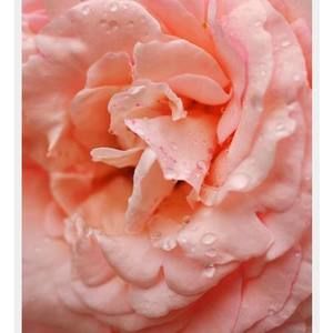 Meet your Posher, Mona